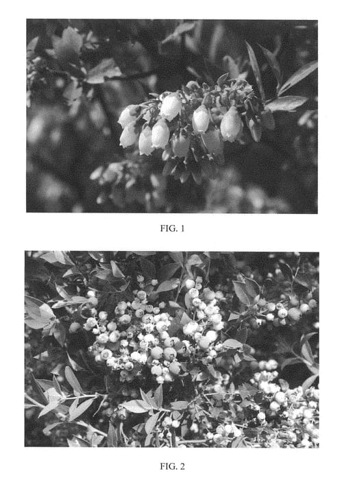 Figure 1 of US plant patent PP28233, the photograph of MINI Blues printed in the patent.