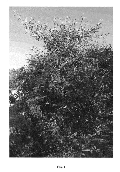 Figure 1 of US plant patent PP28234, the photograph of RS1 printed in the patent.