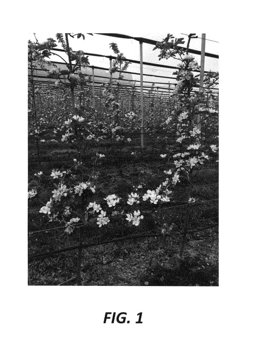 Figure 1 of US plant patent PP28235, the photograph of Gala 0502 printed in the patent.