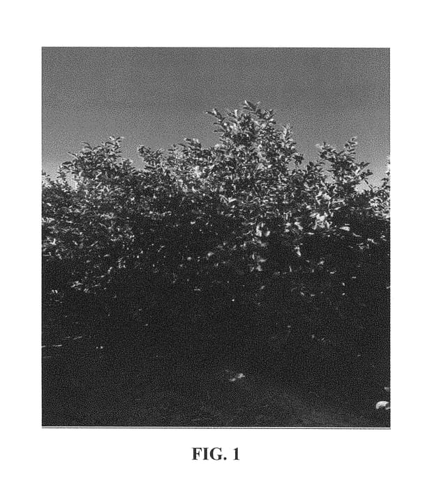 Figure 1 of US plant patent PP28236, the photograph of Summer Prim printed in the patent.