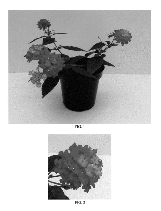 Figure 1 of US plant patent PP28237, the photograph of Balucred printed in the patent.
