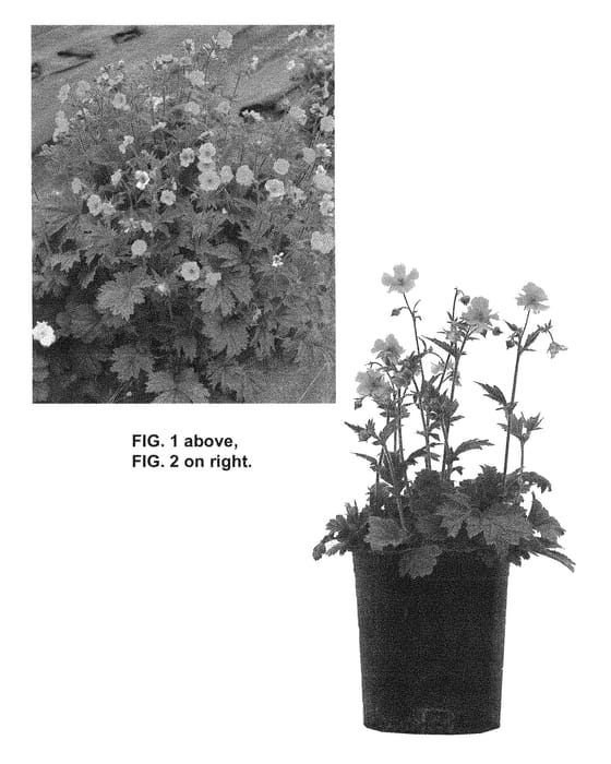 Figure 1 of US plant patent PP28238, the photograph of TNGEURO printed in the patent.