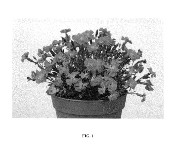Figure 1 of US plant patent PP28239, the photograph of Uribest52 printed in the patent.