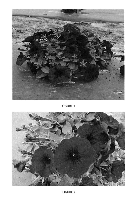 Figure 1 of US plant patent PP28240, the photograph of PEHY0017 printed in the patent.