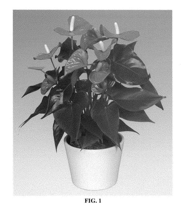 Figure 1 of US plant patent PP28241, the photograph of ANTHERBI printed in the patent.