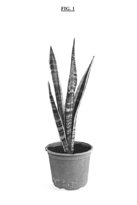 Figure 1 of US plant patent PP28242, the photograph of Black Limón printed in the patent.
