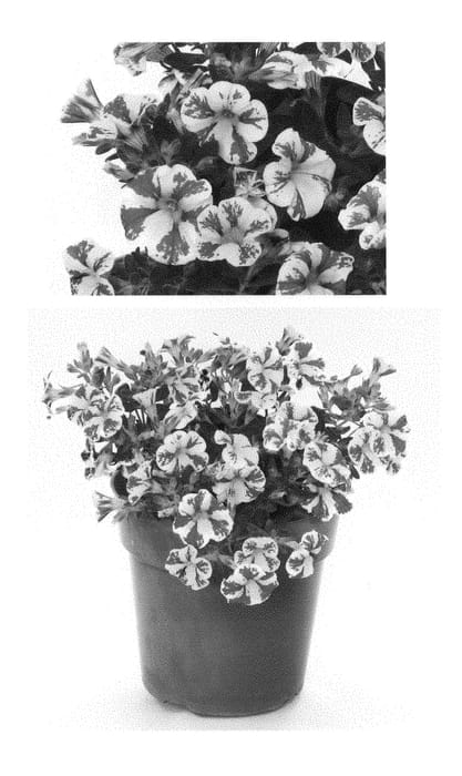 Figure 1 of US plant patent PP28243, the photograph of USCALCHSTM printed in the patent.