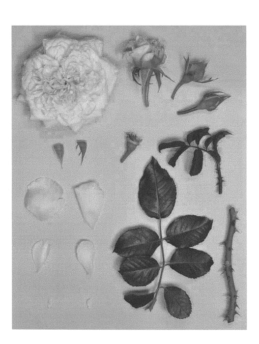 Figure 1 of US plant patent PP28244, the photograph of KORcaseipp printed in the patent.
