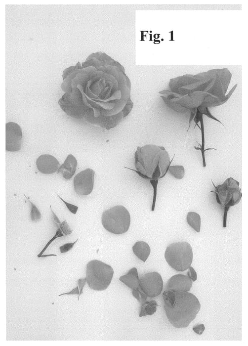 Figure 1 of US plant patent PP28245, the photograph of Poulcy029 printed in the patent.