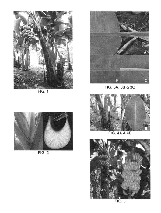 Figure 1 of US plant patent PP28246, the photograph of CQB 115 printed in the patent.