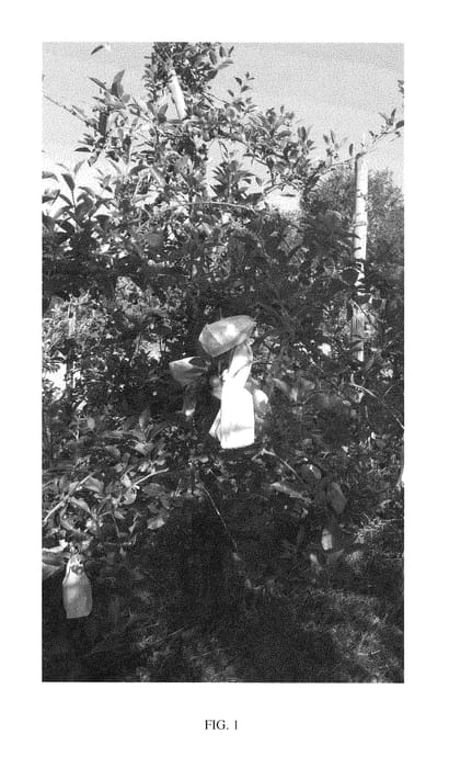 Figure 1 of US plant patent PP28247, the photograph of RM-1 printed in the patent.
