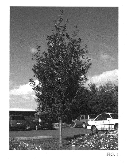 Figure 1 of US plant patent PP28248, the photograph of JFS-KW14 printed in the patent.