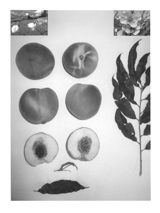Figure 1 of US plant patent PP28249, the photograph of Pearl Princess IX printed in the patent.