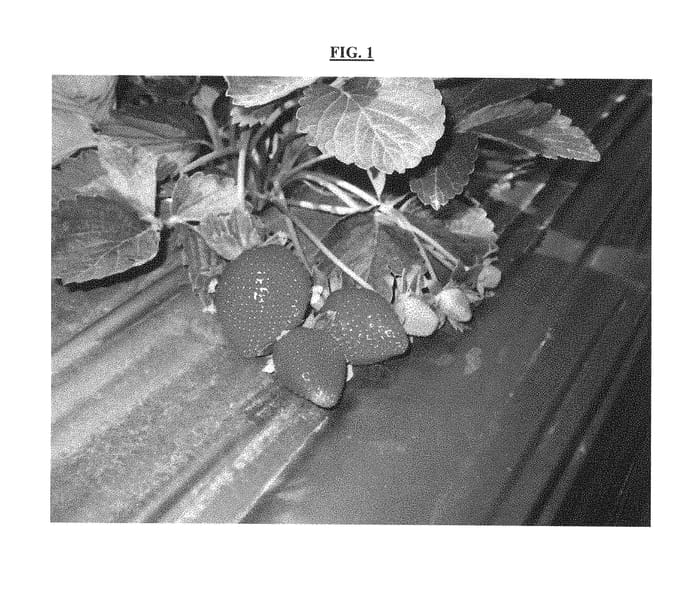 Figure 1 of US plant patent PP28250, the photograph of YASMIN printed in the patent.