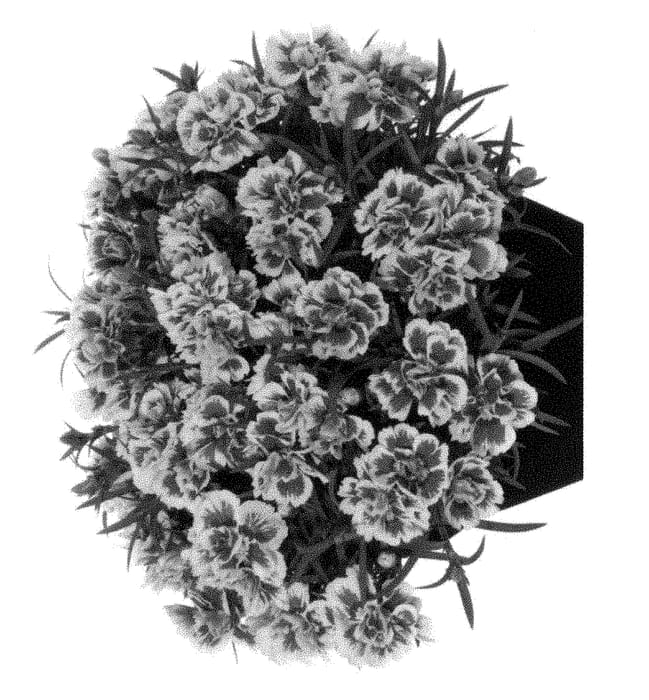 Figure 1 of US plant patent PP28251, the photograph of Hilrees printed in the patent.