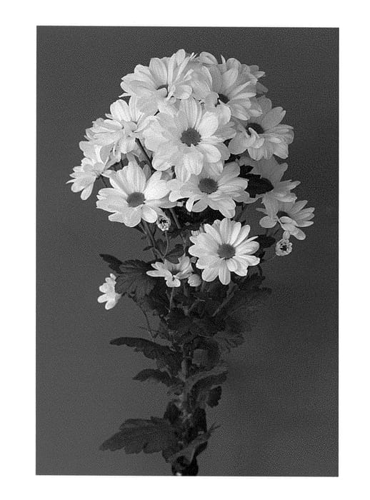 Figure 1 of US plant patent PP28252, the photograph of Dekkennedy printed in the patent.