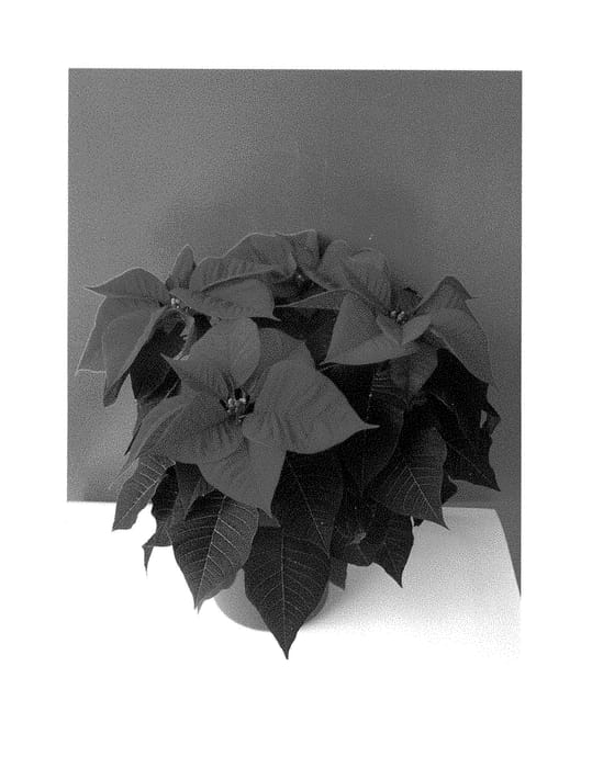 Figure 1 of US plant patent PP28253, the photograph of Bkponar printed in the patent.