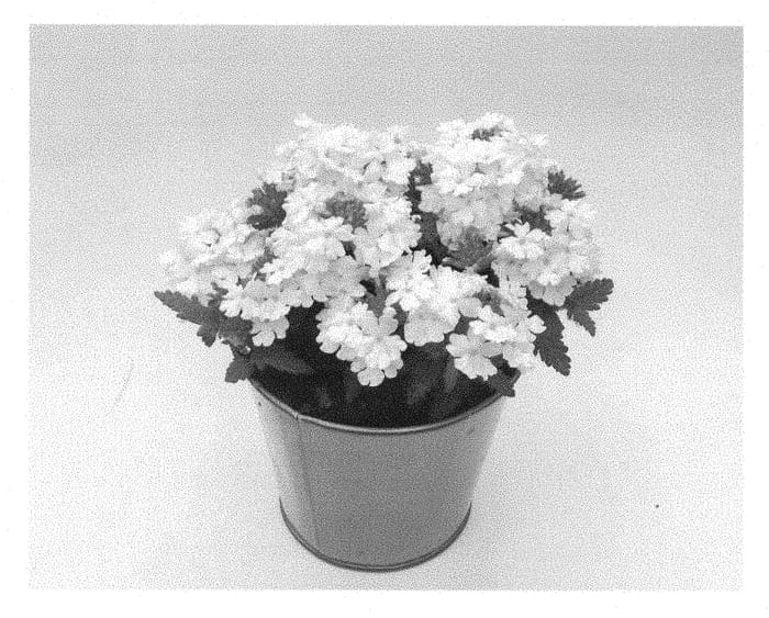Figure 1 of US plant patent PP28254, the photograph of KLEVP15611 printed in the patent.