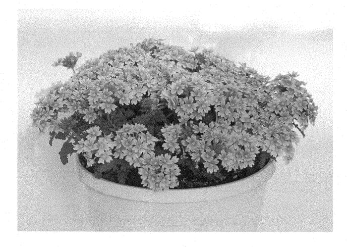 Figure 1 of US plant patent PP28255, the photograph of KLEVP15620 printed in the patent.