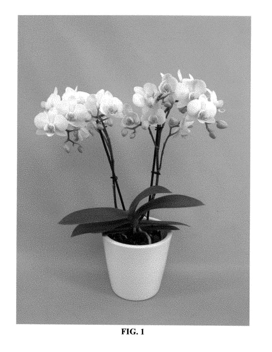 Figure 1 of US plant patent PP28256, the photograph of PHALDUEL printed in the patent.