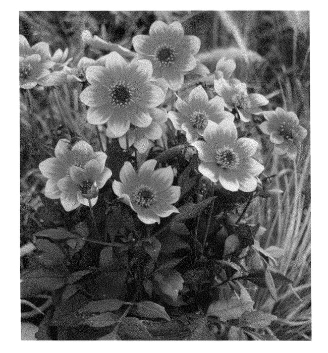 Figure 1 of US plant patent PP28257, the photograph of HDBic34 printed in the patent.