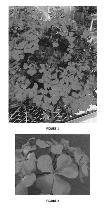 Figure 1 of US plant patent PP28258, the photograph of PEQZ0010 printed in the patent.