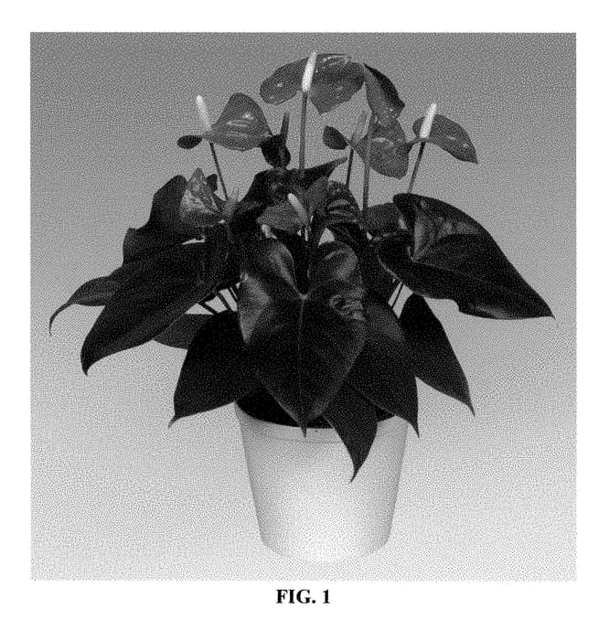 Figure 1 of US plant patent PP28259, the photograph of ANTHDOTFAN printed in the patent.