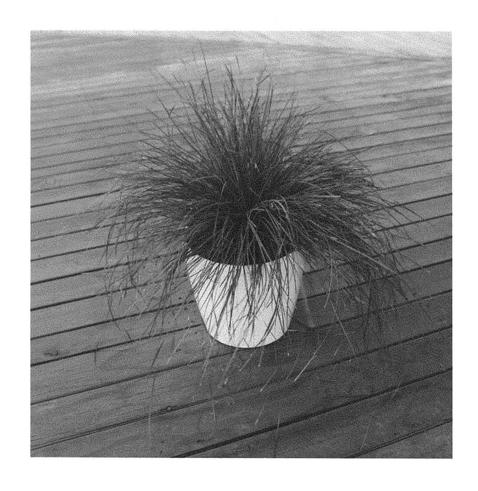 Figure 1 of US plant patent PP28260, the photograph of LM600 printed in the patent.