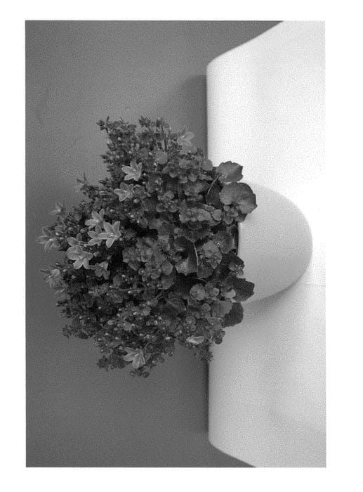 Figure 1 of US plant patent PP28261, the photograph of BKPCMPKY printed in the patent.