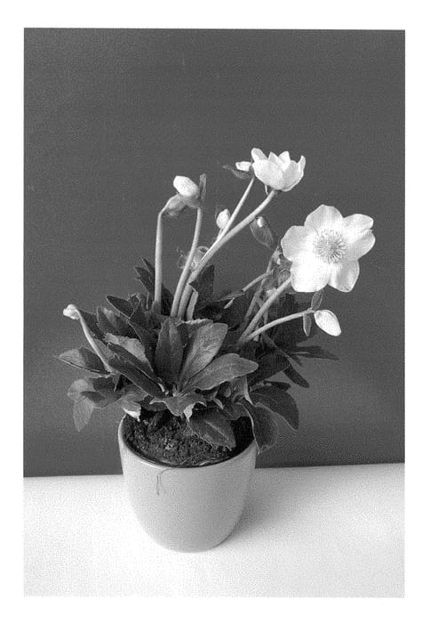 Figure 1 of US plant patent PP28262, the photograph of COSEH 3090 printed in the patent.