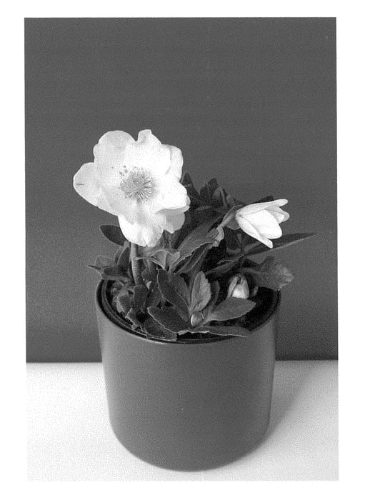 Figure 1 of US plant patent PP28263, the photograph of COSEH 3110 printed in the patent.