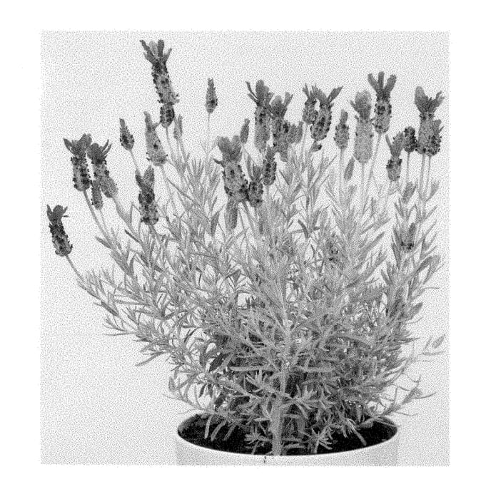 Figure 1 of US plant patent PP28264, the photograph of Anouk Deluxe 1205 printed in the patent.