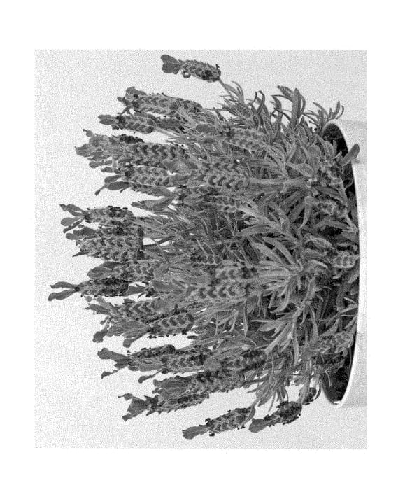 Figure 1 of US plant patent PP28265, the photograph of Anouk Deluxe 1201 printed in the patent.