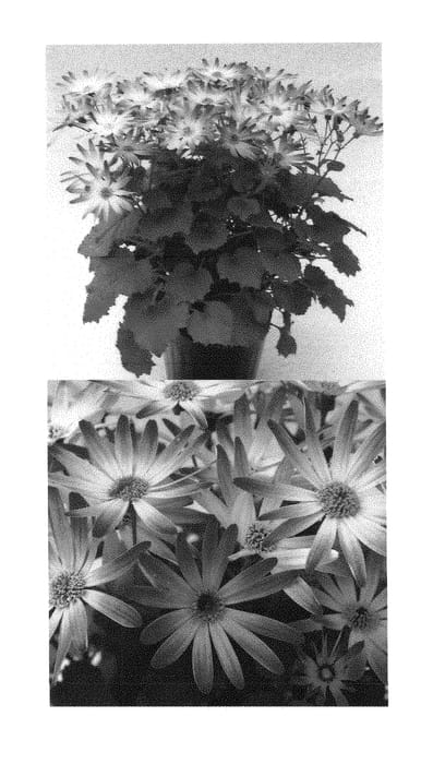 Figure 1 of US plant patent PP28266, the photograph of Sunsenegonana printed in the patent.