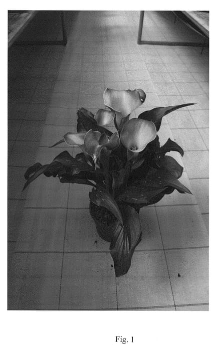 Figure 1 of US plant patent PP28267, the photograph of Denver printed in the patent.