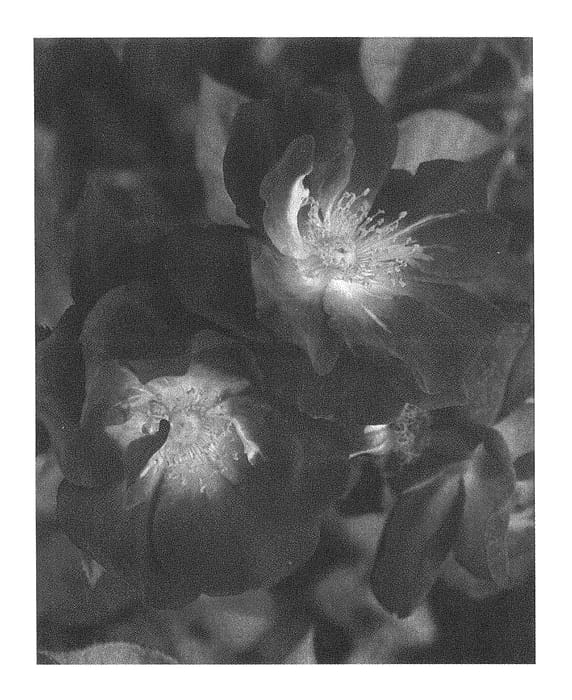 Figure 1 of US plant patent PP28268, the photograph of Sprosul printed in the patent.