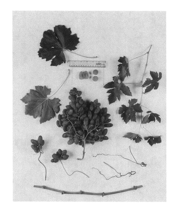 Figure 1 of US plant patent PP28269, the photograph of Sheegene 25 printed in the patent.