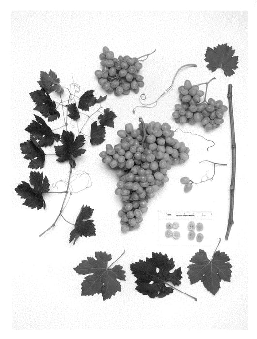 Figure 1 of US plant patent PP28270, the photograph of Sheegene-17 printed in the patent.