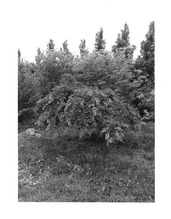Figure 1 of US plant patent PP28271, the photograph of White Rain printed in the patent.