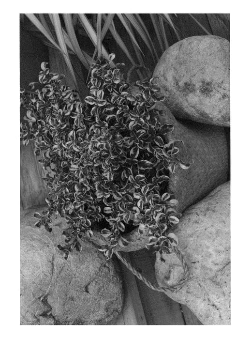 Figure 1 of US plant patent PP28272, the photograph of Golden Star printed in the patent.