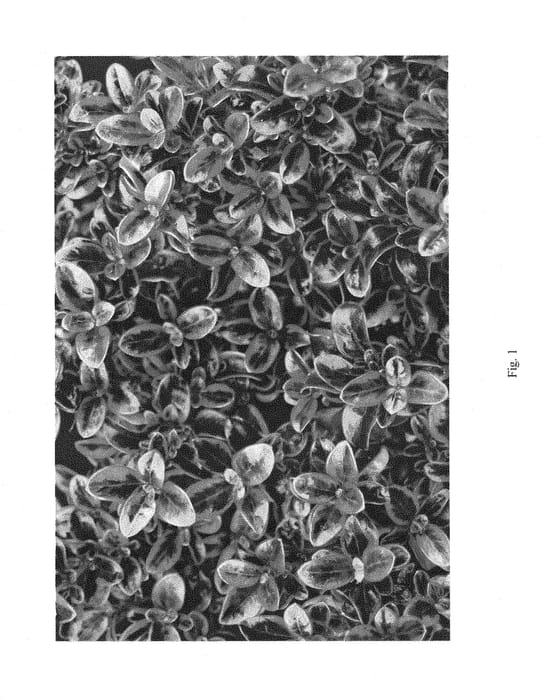 Figure 1 of US plant patent PP28273, the photograph of Ignite printed in the patent.