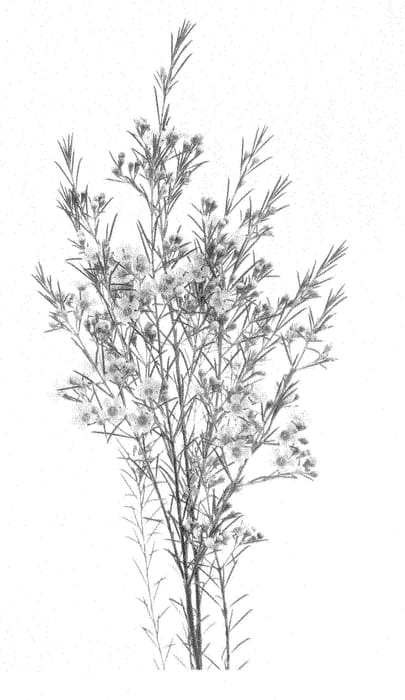 Figure 1 of US plant patent PP28274, the photograph of LUNA printed in the patent.