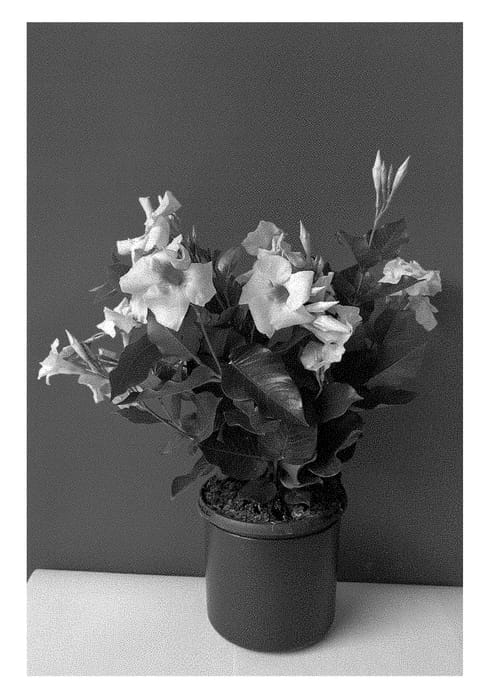 Figure 1 of US plant patent PP28275, the photograph of Lanvirginia printed in the patent.