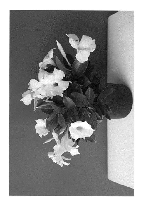 Figure 1 of US plant patent PP28276, the photograph of INMANWHIMP printed in the patent.