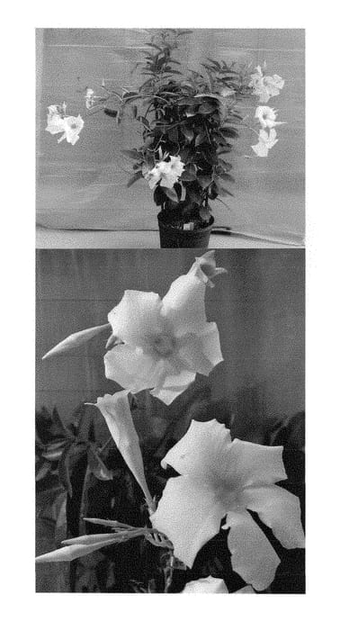 Figure 1 of US plant patent PP28277, the photograph of Sunpapri printed in the patent.