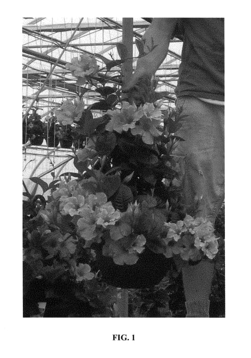 Figure 1 of US plant patent PP28278, the photograph of FRI0613 printed in the patent.