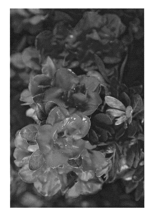 Figure 1 of US plant patent PP28279, the photograph of ROBLEZ printed in the patent.