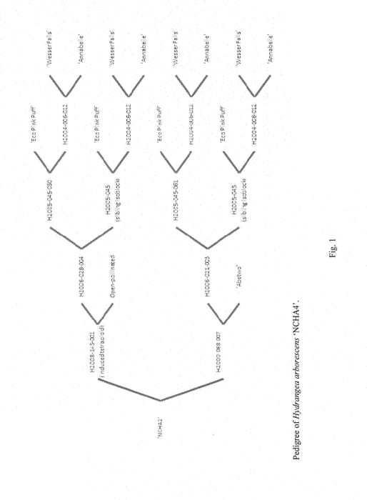 Figure 1 of US plant patent PP28280, the photograph of NCHA4 printed in the patent.