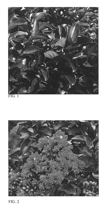 Figure 1 of US plant patent PP28281, the photograph of Cherry Mocha printed in the patent.