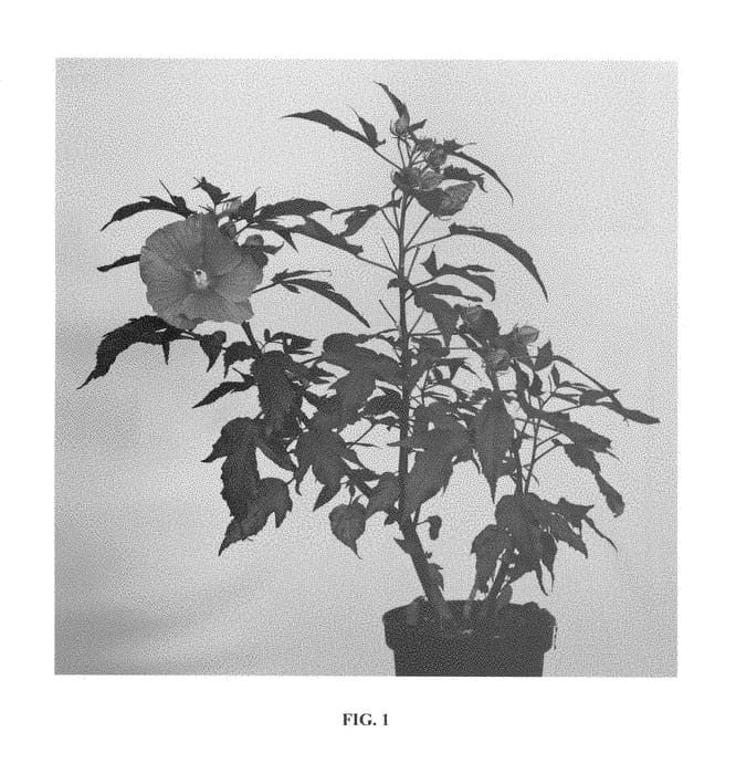 Figure 1 of US plant patent PP28282, the photograph of TAHI16 printed in the patent.
